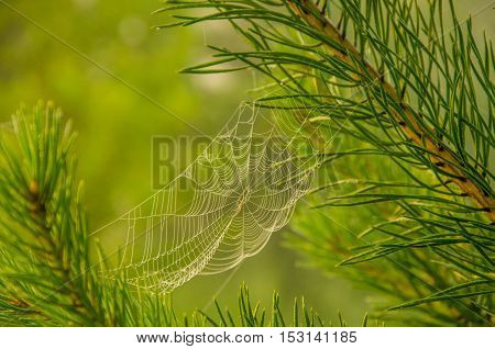 Wide Web plays in the wind. thick morning fog in the summer forest. thick morning fog in the forest at pond. Morning landscape in summer thick fog. dense fog in the morning.  early morning.