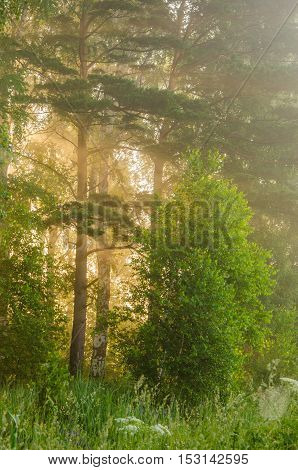 thick morning fog in the summer forest. thick morning fog in the forest at pond. Morning landscape in summer thick fog. dense fog in the morning.  early morning. forest hiding in the fog.