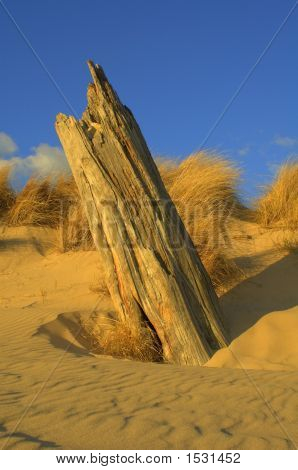 Driftwood