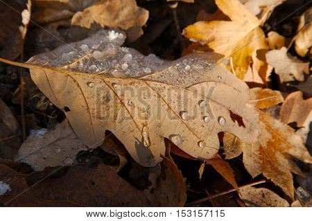 Fallen leaves forzen on the ground