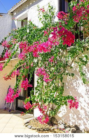 Old building with bougainvilla flowers in Portugal