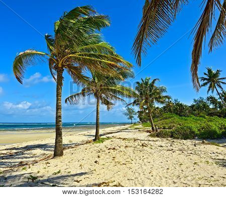 Picturesque Coast Diani
