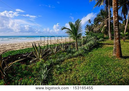 Picturesque Coast Diani