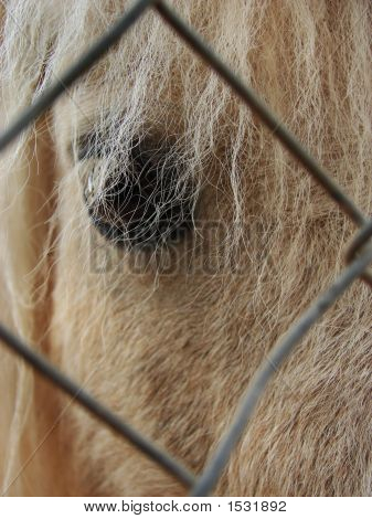 Occhio Pony dai capelli lunghi
