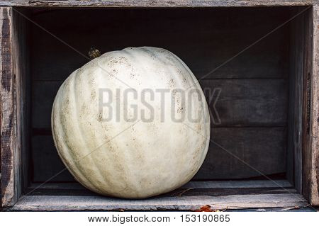 Fresh harvest one farm white round pumpkin with unusual funny curvy shape form on wooden shelf furniture box with copy space for text Halloween Thanksgiving concept closeup