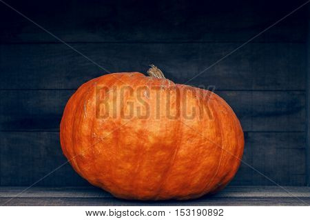 One fresh harvest farm yellow orange pumpkin with unusual funny curvy shape form on wooden shelf furniture box with copy space for text Halloween Thanksgiving concept closeup