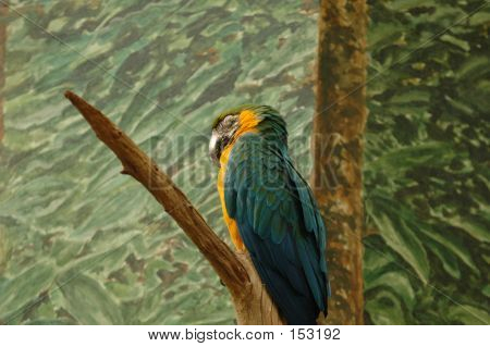 Parrot
