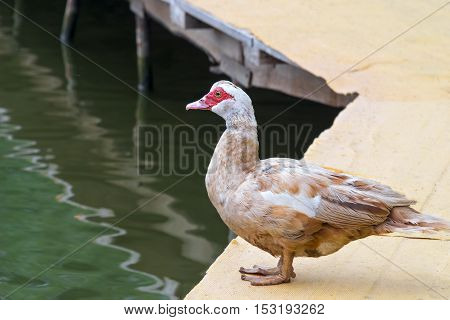 Beautiful home breed duck. Standing on a jetty on the water.