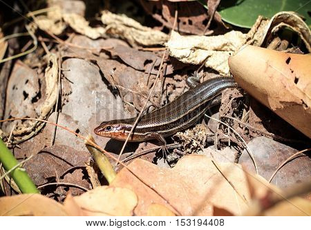 That is a Coal Skink, USA, Florida,Southeastern Five Lined Skink.