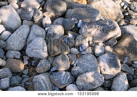 background of rocks and empty shells close-up coast oysters