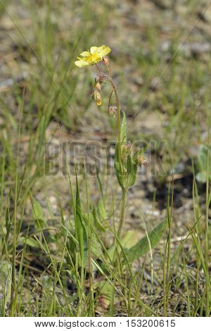 Spotted Rock-rose - Tuberaria guttata Whole plant unspotted form