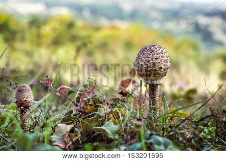 The Parasol Mushroom (Macrolepiota procera or Lepiota procera) - edible mushroom, versatile in the kitchen