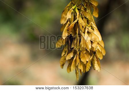 A close shot of fresh marple seeds on the branch