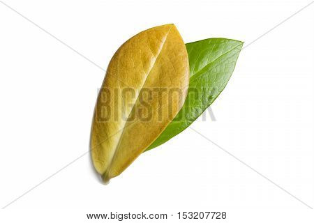 Yellow and green leaves of Zamioculcas Zamifolia closeup isolated on white background