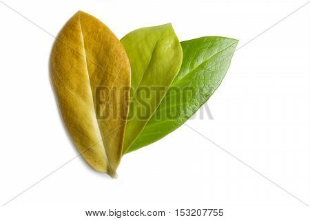 Yellow and green leaves of Zamioculcas Zamifolia closeup isolated on white background