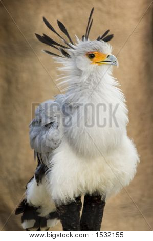 Sekretær fugl
