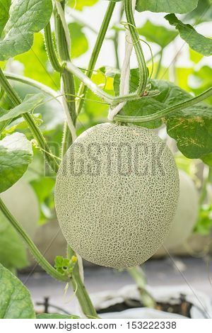 Melon or Cantaloupe fruit hanging in plant nursery.Agricultural concept.