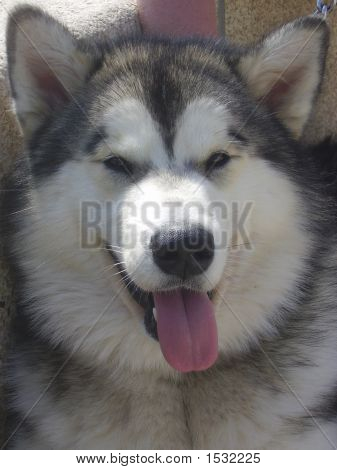 Alaskan Husky