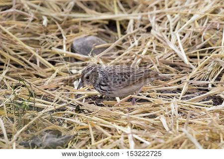 Image of bird in nature Lanceolated Warbler (Locustella lanceolata)