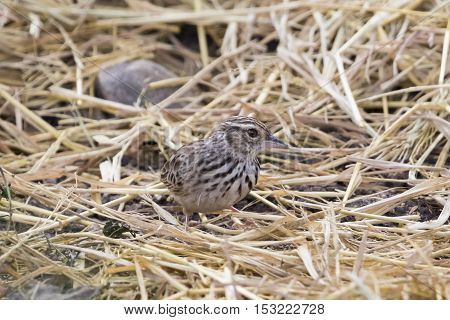 Image of bird in nature Lanceolated Warbler (Locustella lanceolata)