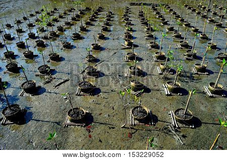 The trees are planted in order to restore mangrove forest forests.