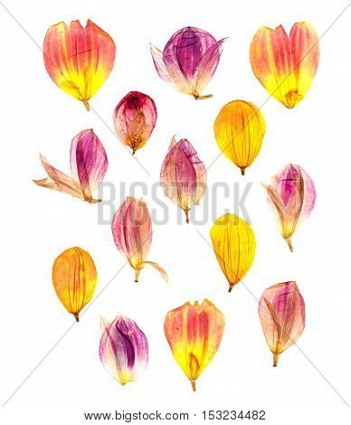 Compressed Dahlia Petals Spread Out.