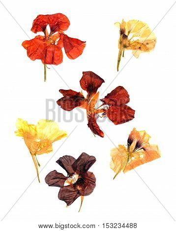 Compressed Nasturtium Petals Spread Out Isolated On White