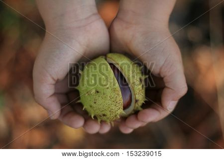 Children hands full of chestnuts in autumn colors