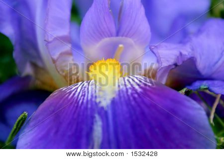 Iris