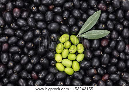 Green Olive shape on Black olive background with two leaves. Fresh Harvested Olive for oil production pattern texture. Raw fruit for olive oil. Tuscany Italy.