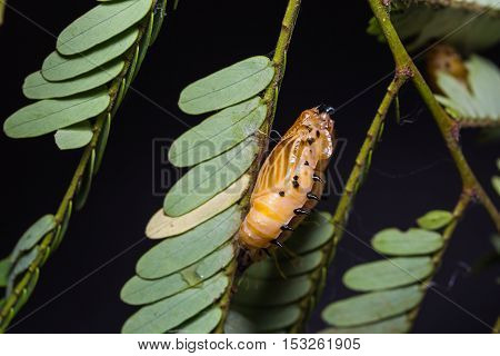 Redspot Jezebel Pupae