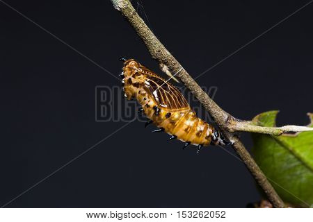 Redspot Jezebel Pupa