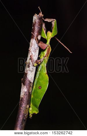 Unidentified Leaf Insect