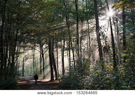 person taking a walk through mystic forest in fall, with sun flare and sunbeams cutting through the fog