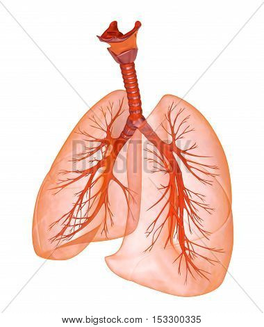 Human lungs and trachea. Medically accurate 3D illustration