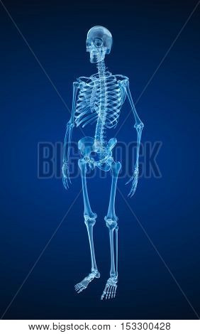 Human skeleton xray view. Medically accurate 3d illustration .