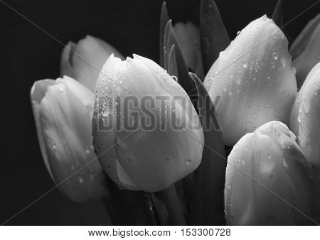 Bouquet of white tulips, the flowers themselves, with big drops on a dark background. Black and white image