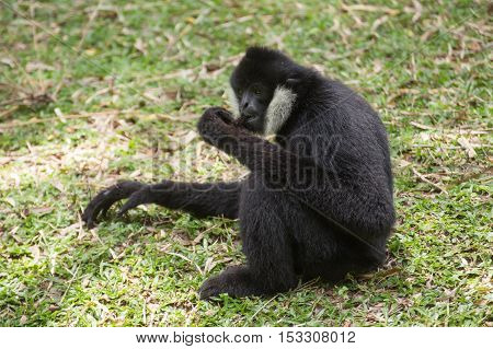 Black cheeked gibbon or Lar gibbon sitting on the grass