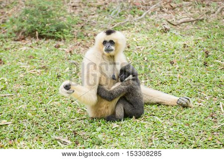 Mother Gibbon and baby child on the garden