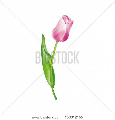 Vector icon pink Tulip isolated eps jpg
