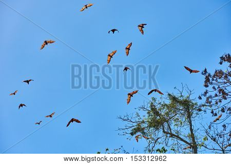 fruit bats flying Palawan Philippines
