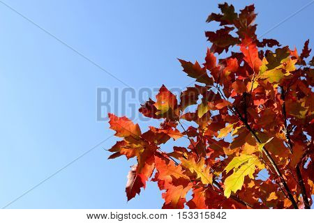 Branches with autumn leaves against the sky