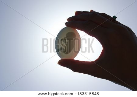 human embryo in a chicken egg, in a female hand