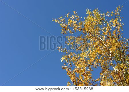 Branches with autumn leaves against the sky
