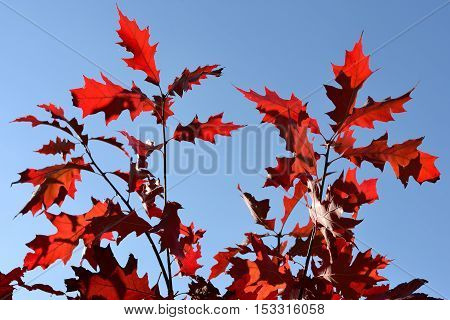 Branches with autumn leaves against the sky