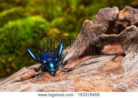Frog Legged Leaf Beetle