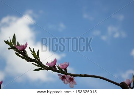 peach branch with flowers against the blue sky