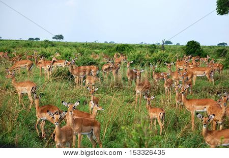 Herd of impalas in the savanna of a park in Tanzania