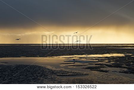 Water and ice landscape in gold colors night