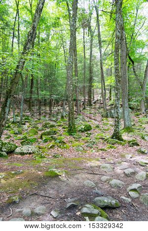 Forrest In Upstate Nyc